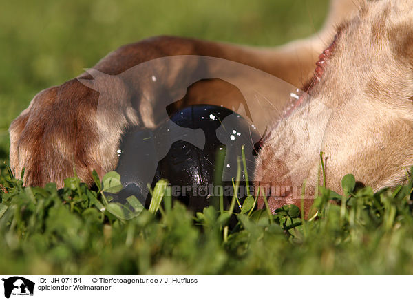 spielender Weimaraner / playing Weimaraner / JH-07154