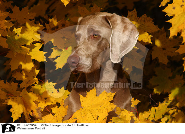 Weimaraner Portrait / Weimaraner Portrait / JH-07954