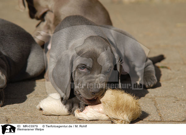 Weimaraner Welpe / Weimaraner Puppy / MR-03979