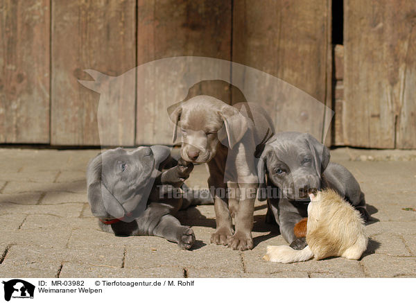 Shops weimaraner adoption