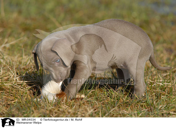 Weimaraner Welpe / Weimaraner Puppy / MR-04034