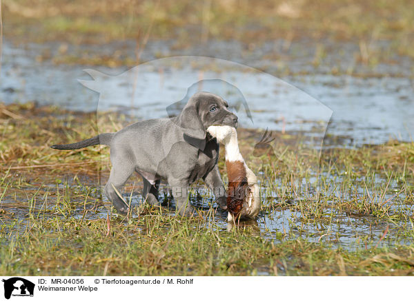 Weimaraner Welpe / Weimaraner Puppy / MR-04056