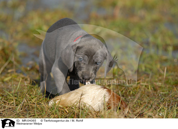 Weimaraner Welpe / Weimaraner Puppy / MR-04065