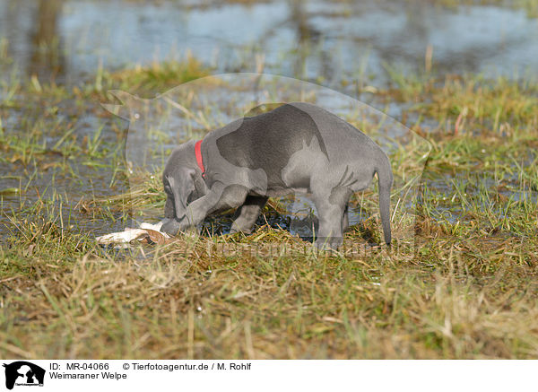 Weimaraner Welpe / Weimaraner Puppy / MR-04066