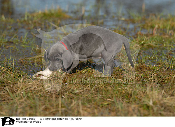 Weimaraner Welpe / Weimaraner Puppy / MR-04067