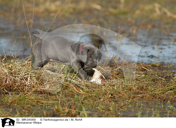 Weimaraner Welpe / Weimaraner Puppy / MR-04069