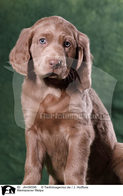 Weimaraner Welpe / Weimaraner puppy / JH-08596