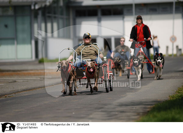 Dogcart fahren / YJ-01493