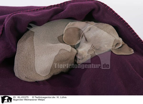 liegender Weimaraner Welpe / lying Weimaraner Puppy / KL-03375