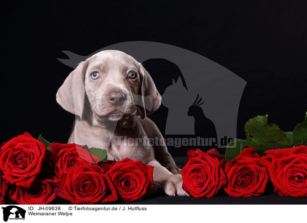 Weimaraner Welpe / Weimaraner Puppy / JH-09638