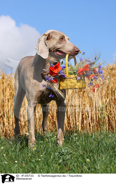 Weimaraner / Weimaraner / IF-05733