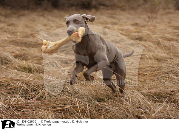 Weimaraner mit Knochen / Weimaraner with bone / DG-02606