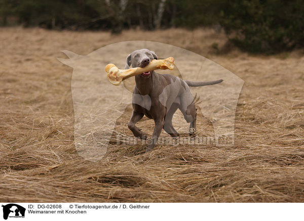 Weimaraner mit Knochen / Weimaraner with bone / DG-02608