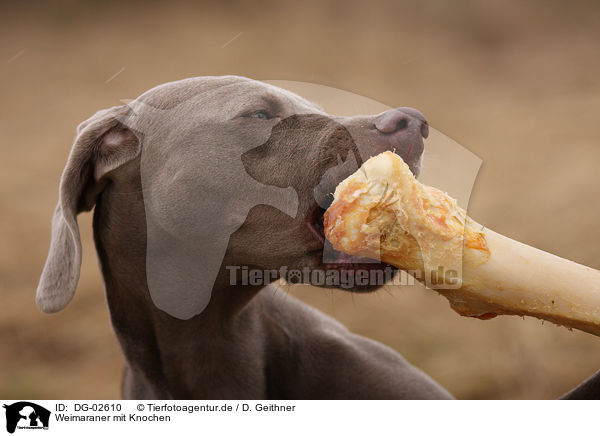 Weimaraner mit Knochen / Weimaraner with bone / DG-02610