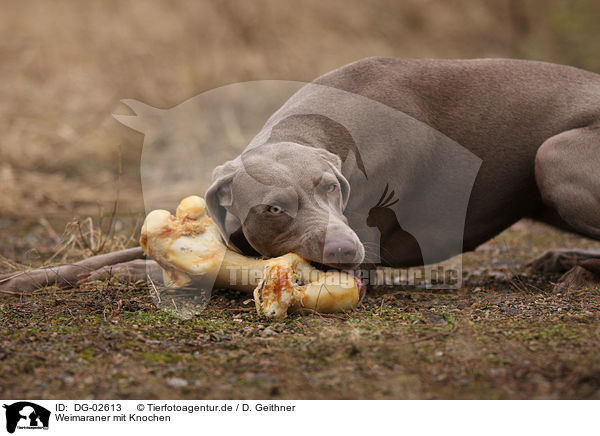 Weimaraner mit Knochen / Weimaraner with bone / DG-02613