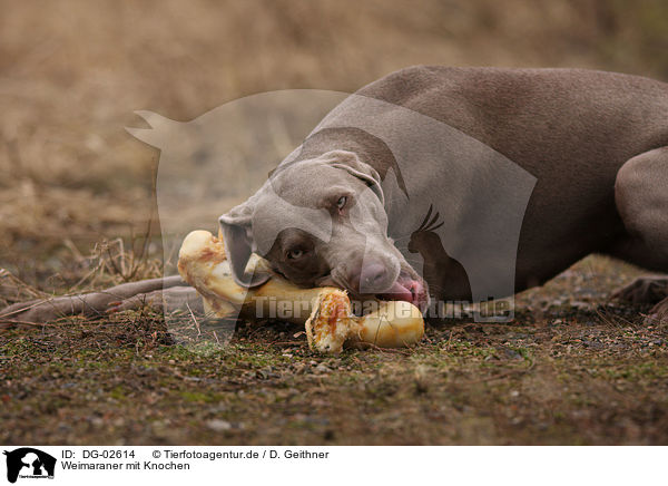 Weimaraner mit Knochen / Weimaraner with bone / DG-02614