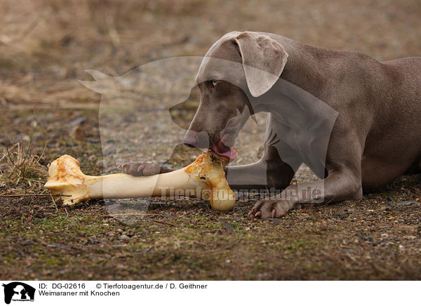 Weimaraner mit Knochen / Weimaraner with bone / DG-02616