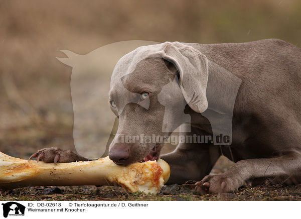 Weimaraner mit Knochen / Weimaraner with bone / DG-02618