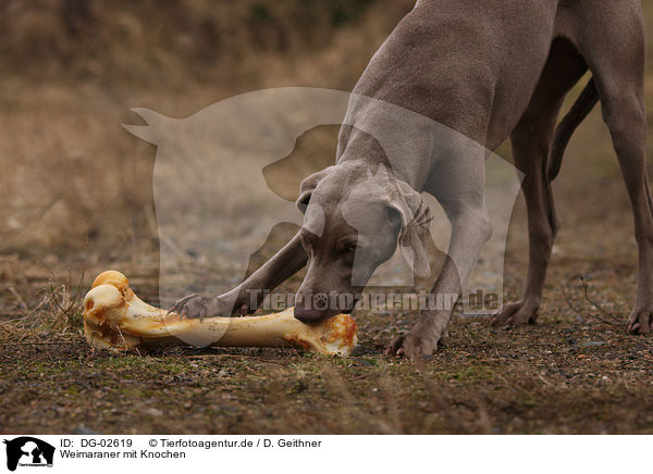 Weimaraner mit Knochen / Weimaraner with bone / DG-02619