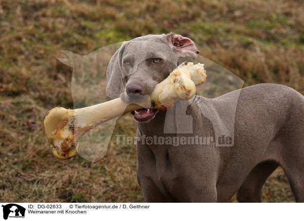 Weimaraner mit Knochen / Weimaraner with bone / DG-02633