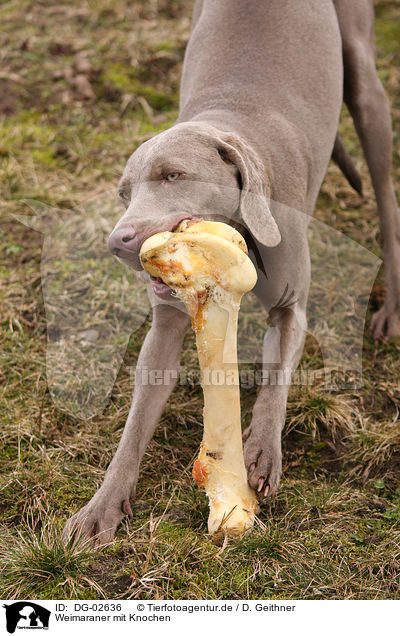 Weimaraner mit Knochen / Weimaraner with bone / DG-02636