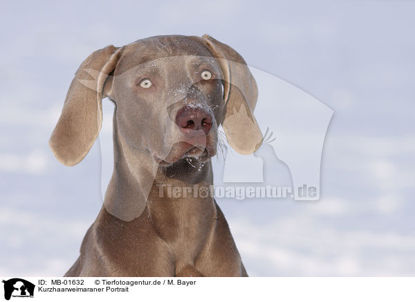 Kurzhaarweimaraner Portrait / shorthaired Weimaraner portrait / MB-01632