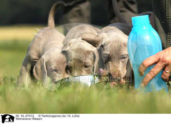 Weimaraner Welpen / Weimaraner Puppies / KL-07412