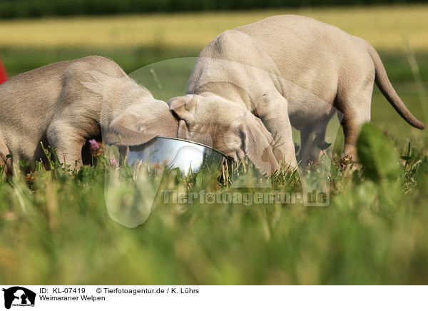 Weimaraner Welpen / Weimaraner Puppies / KL-07419