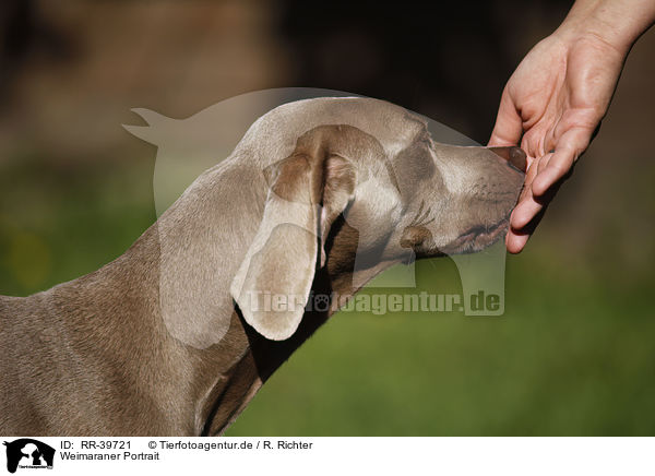 Weimaraner Portrait / Weimaraner Portrait / RR-39721