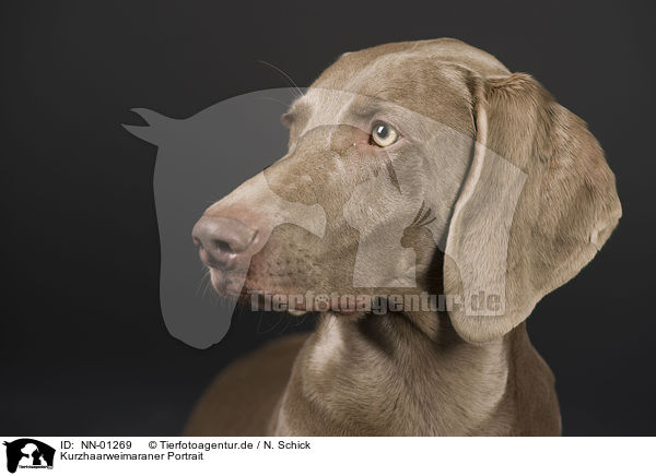 Kurzhaarweimaraner Portrait / shorthaired Weimaraner portrait / NN-01269