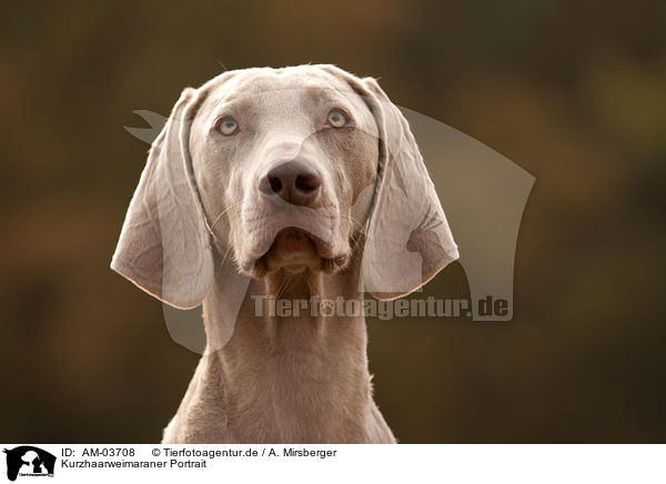 Kurzhaarweimaraner Portrait / shorthaired Weimaraner portrait / AM-03708