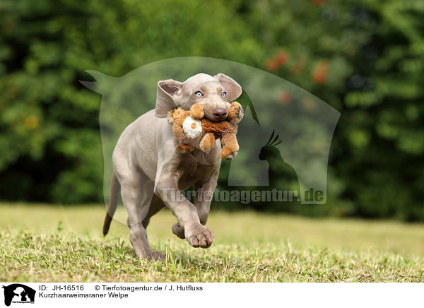 Kurzhaarweimaraner Welpe / shorthaired Weimaraner puppy / JH-16516