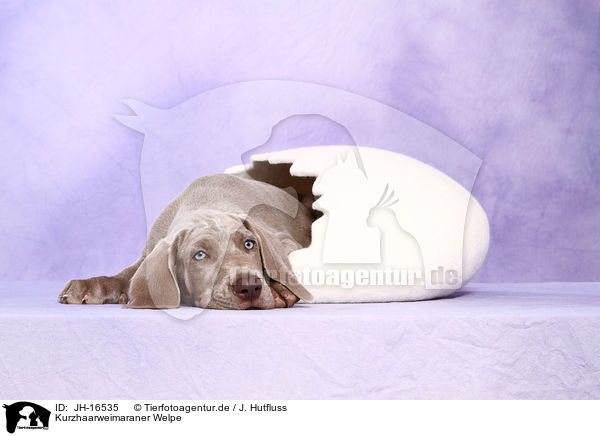 Kurzhaarweimaraner Welpe / shorthaired Weimaraner puppy / JH-16535