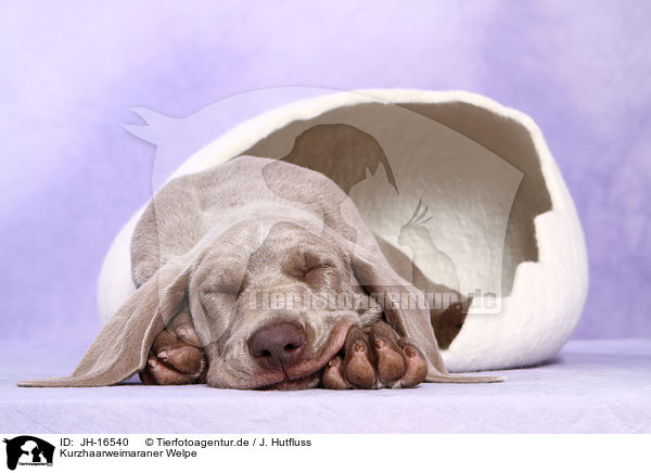 Kurzhaarweimaraner Welpe / shorthaired Weimaraner puppy / JH-16540