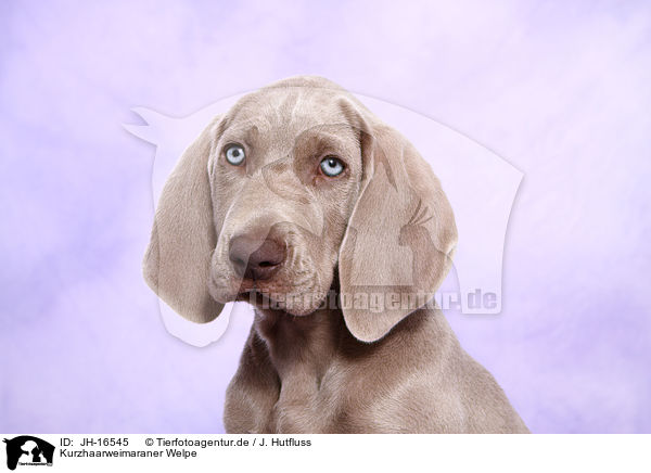 Kurzhaarweimaraner Welpe / shorthaired Weimaraner puppy / JH-16545