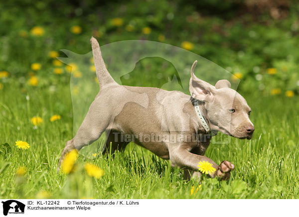 Kurzhaarweimaraner Welpe / shorthaired Weimaraner puppy / KL-12242