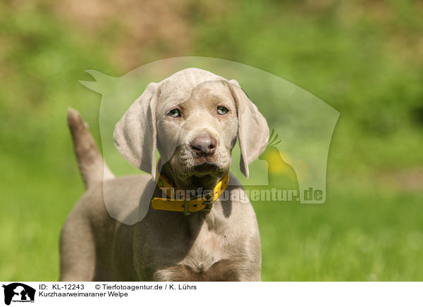 Kurzhaarweimaraner Welpe / shorthaired Weimaraner puppy / KL-12243