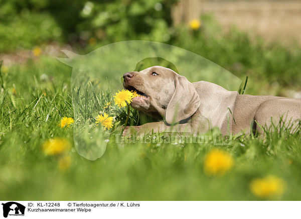 Kurzhaarweimaraner Welpe / shorthaired Weimaraner puppy / KL-12248