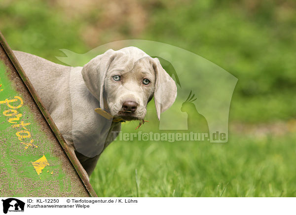 Kurzhaarweimaraner Welpe / shorthaired Weimaraner puppy / KL-12250