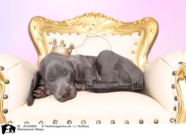 Weimaraner Welpe / Weimaraner Puppy / JH-24865