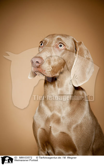 Weimaraner Portrait / Weimaraner Portrait / MW-03572