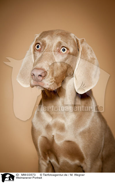 Weimaraner Portrait / Weimaraner Portrait / MW-03573