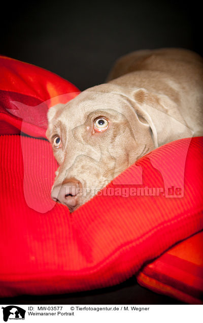 Weimaraner Portrait / Weimaraner Portrait / MW-03577