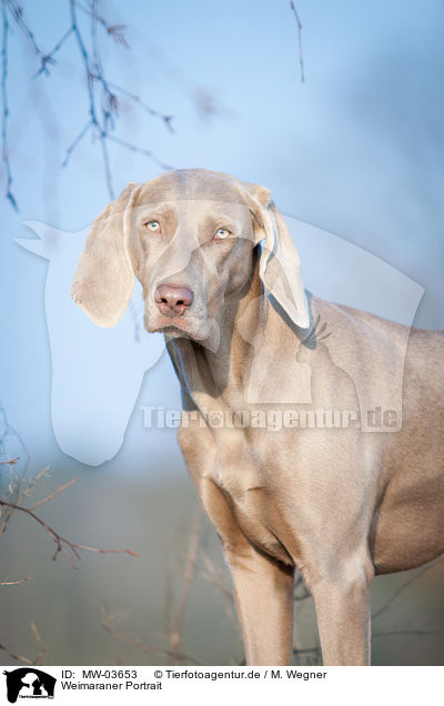 Weimaraner Portrait / Weimaraner Portrait / MW-03653