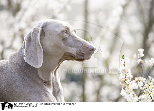 Weimaraner Portrait / Weimaraner Portrait / MW-10930