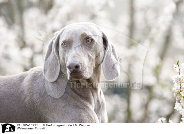 Weimaraner Portrait / Weimaraner Portrait / MW-10931