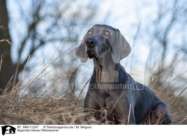 liegender blauer Weimaraner / lying blue Weimaraner / MW-11247