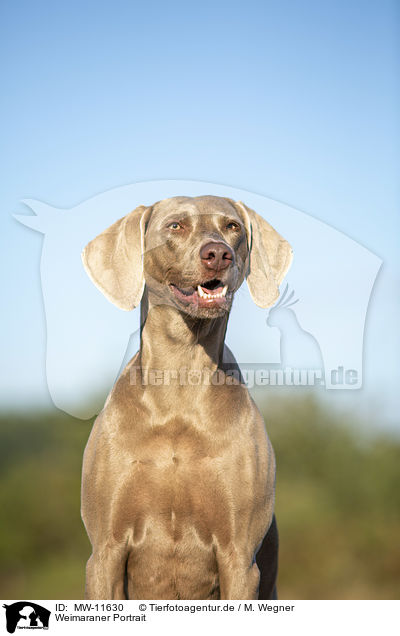 Weimaraner Portrait / Weimaraner Portrait / MW-11630