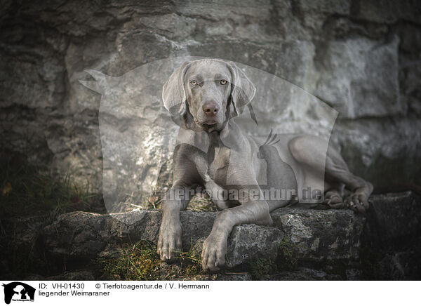 liegender Weimaraner / lying Weimaraner / VH-01430