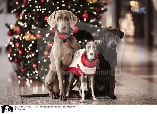3 Hunde / 3 dogs / NP-01443